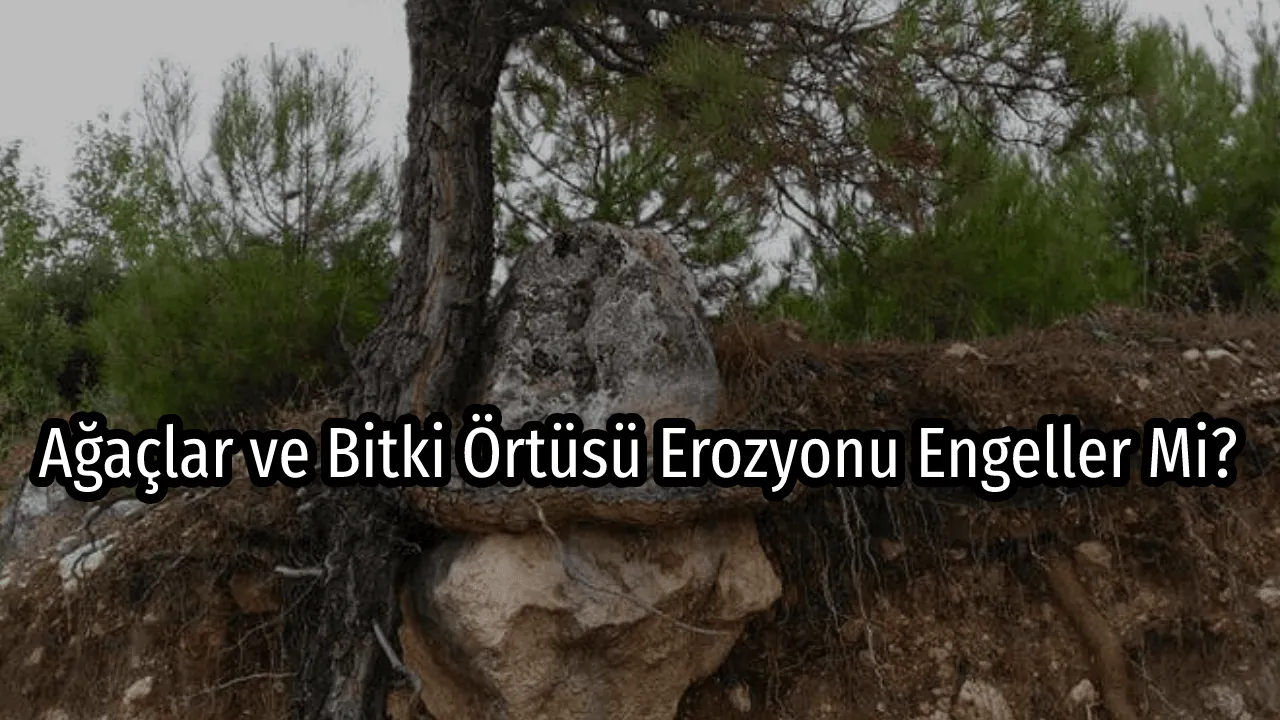 Ağaçlar ve Bitki Örtüsü Erozyonu Engeller Mi?