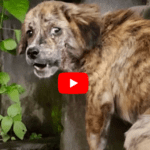 Stray Puppy Gets Rescued And Can’t Stop Jumping For Joy